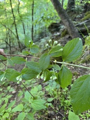 Philadelphus hirsutus