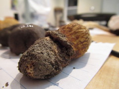 Retiboletus griseus