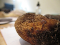 Retiboletus griseus