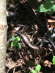 Plestiodon fasciatus