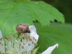 Cosmopepla intergressa