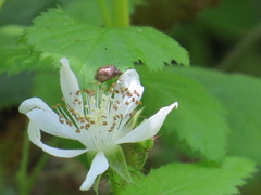 Cosmopepla intergressa