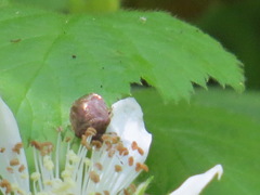 Cosmopepla intergressa