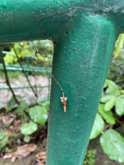 Insecta