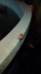 Hoplia squamifera