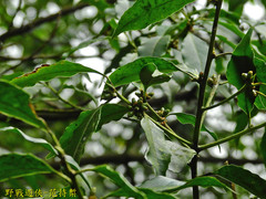 Symplocos setchuensis