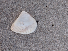 Noetia