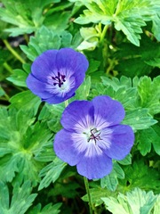 Geranium wallichianum