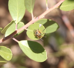Callinicus pictitarsis
