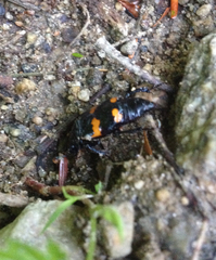 Nicrophorus sayi