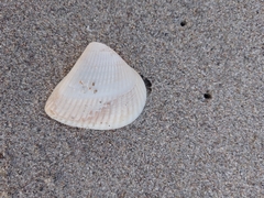 Noetia