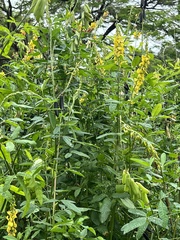 Crotalaria trichotoma