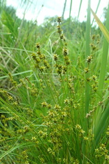 Carex echinata echinata