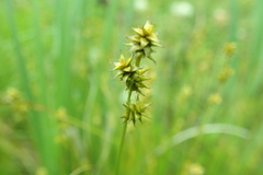 Carex echinata echinata