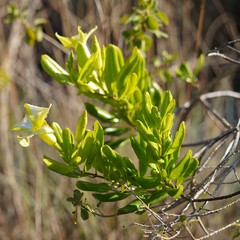 Pentalinon luteum