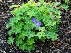 Geranium wallichianum