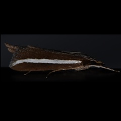 Carectocultus perstrialis