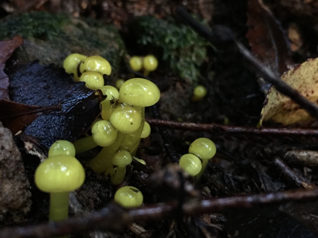 Gliophorus sulfureus