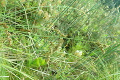 Carex cusickii