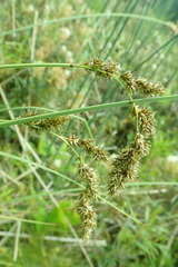 Carex cusickii