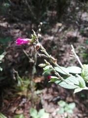 Salvia chiapensis