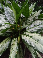 Aglaonema commutatum