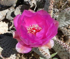 Opuntia basilaris