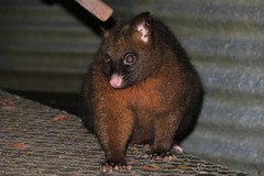 Trichosurus vulpecula fuliginosus