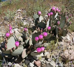 Opuntia basilaris