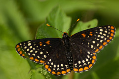 Euphydryas phaeton phaeton