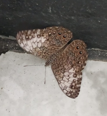 Hamadryas amphichloe