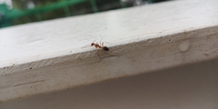 Camponotus carin
