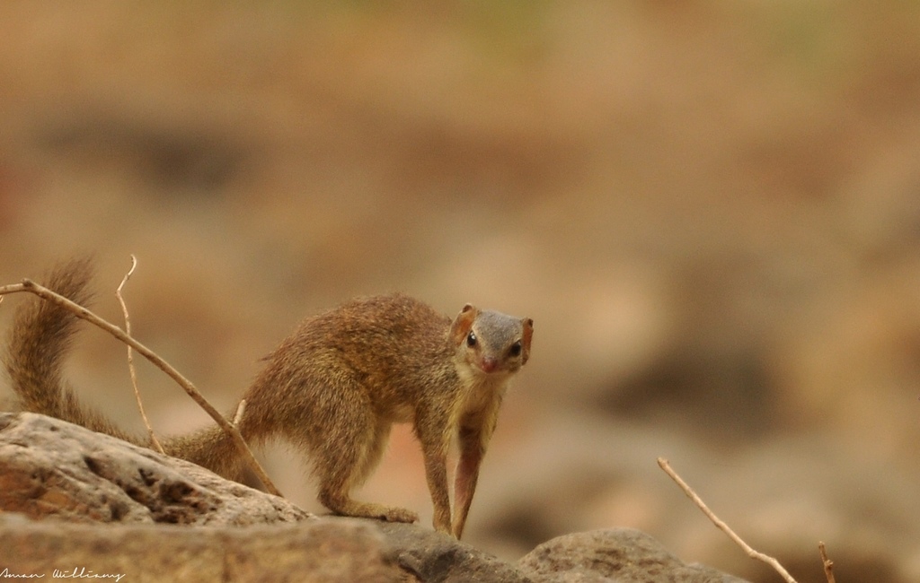 Madras Treeshrew