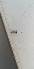 Camponotus carin
