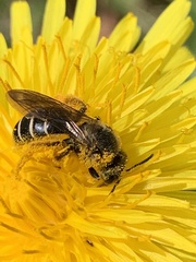 Halictus