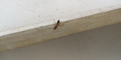 Camponotus carin