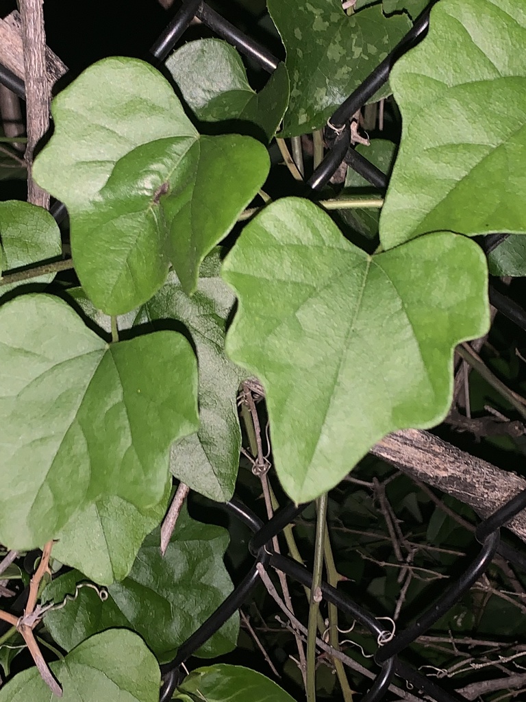 Carolina snailseed from S Nursery Rd, Irving, TX, US on April 30, 2022 ...