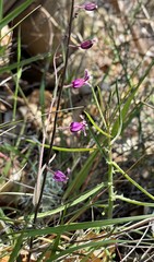 Streptanthus glandulosus hoffmanii