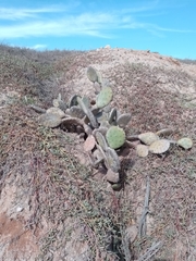 Opuntia decumbens