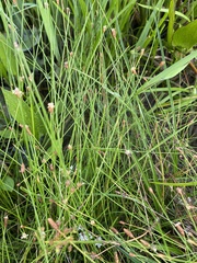 Eleocharis montevidensis
