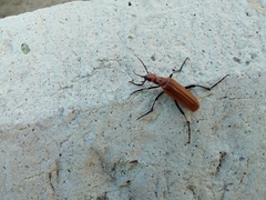 Pyrota quadrinervata