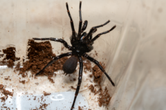 Hadronyche modesta
