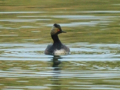 Podiceps nigricollis