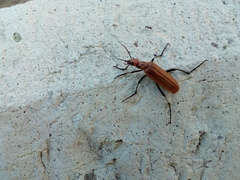 Pyrota quadrinervata