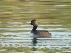 Podiceps nigricollis