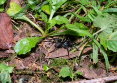 Hadronyche modesta