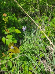 Salvia farinacea