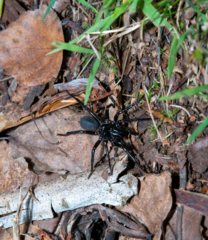 Hadronyche modesta