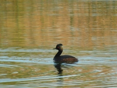 Podiceps nigricollis
