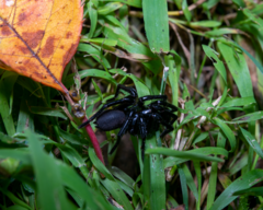 Hadronyche modesta